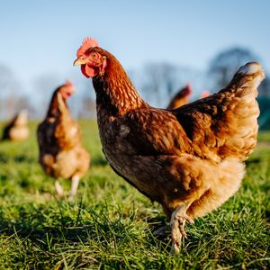 Holiday weekend chicken-napping ends with safe return in Detroit