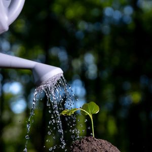 Are we missing the true source of Cyclosporiasis?