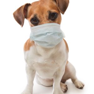 Michigan Humane: keep your pets inside during wildfire smoke