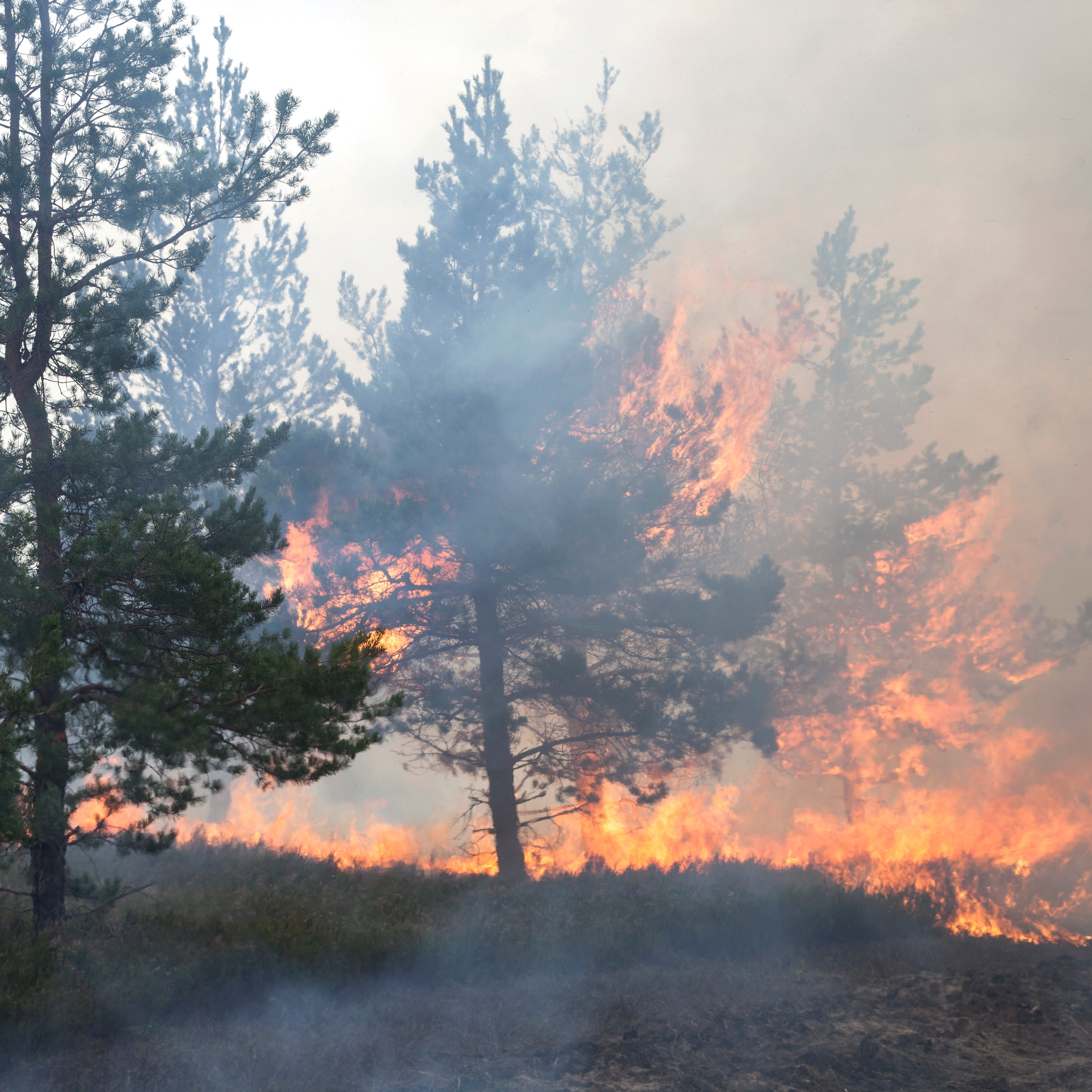 The role of climate change in severe forest fires