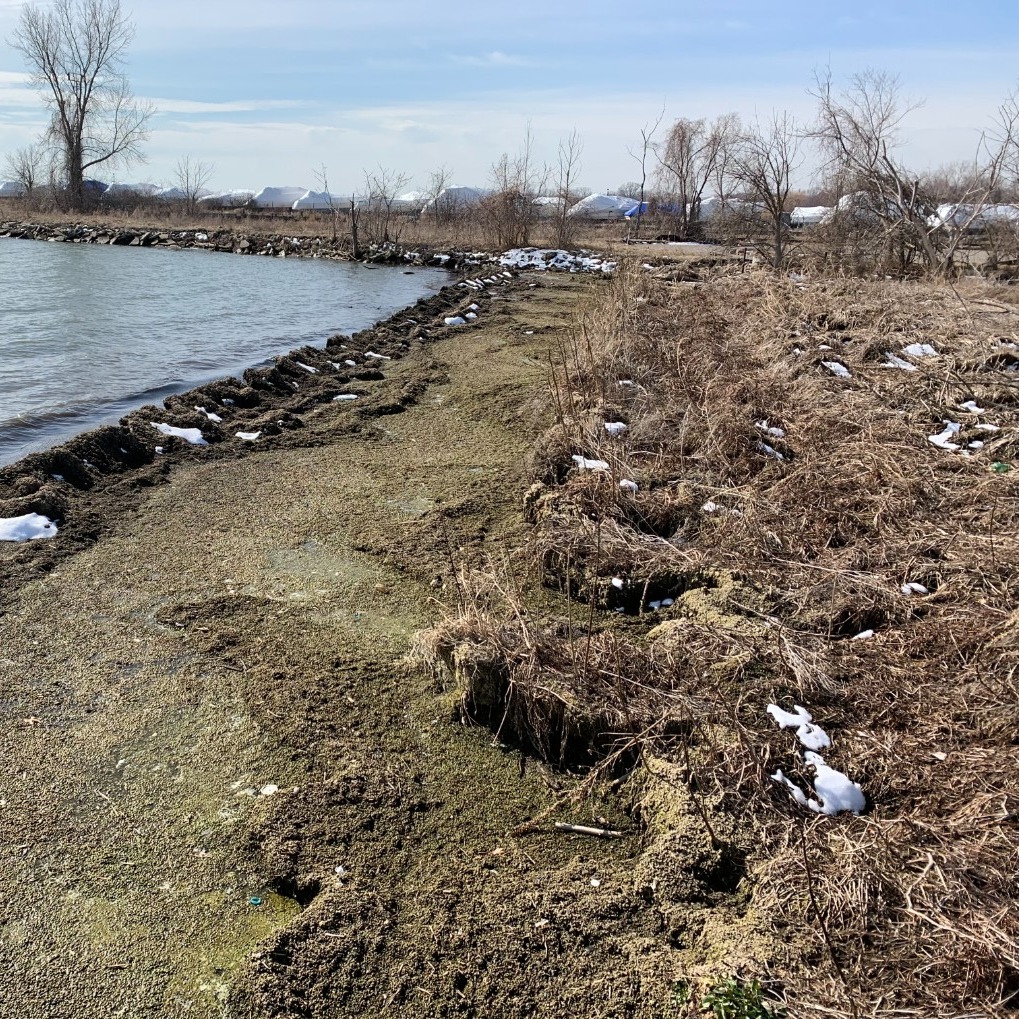 Algae muck plagues Lake St. Clair: "We've got to solve this issue"