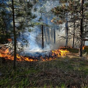 Michigan congressman demands Canada deal with wildfires, or face sanctions