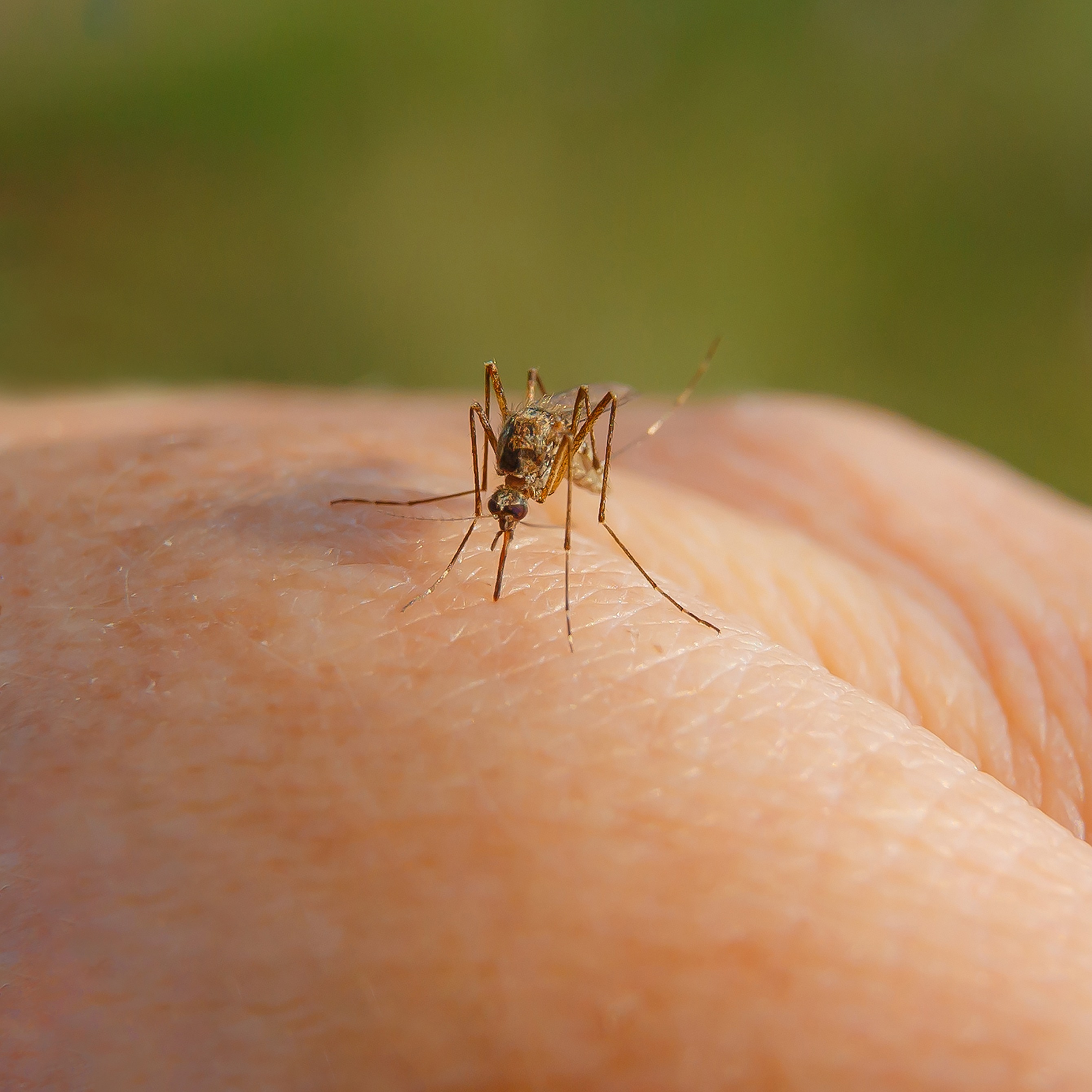 Wayne County mosquitos test positive for West Nile Virus