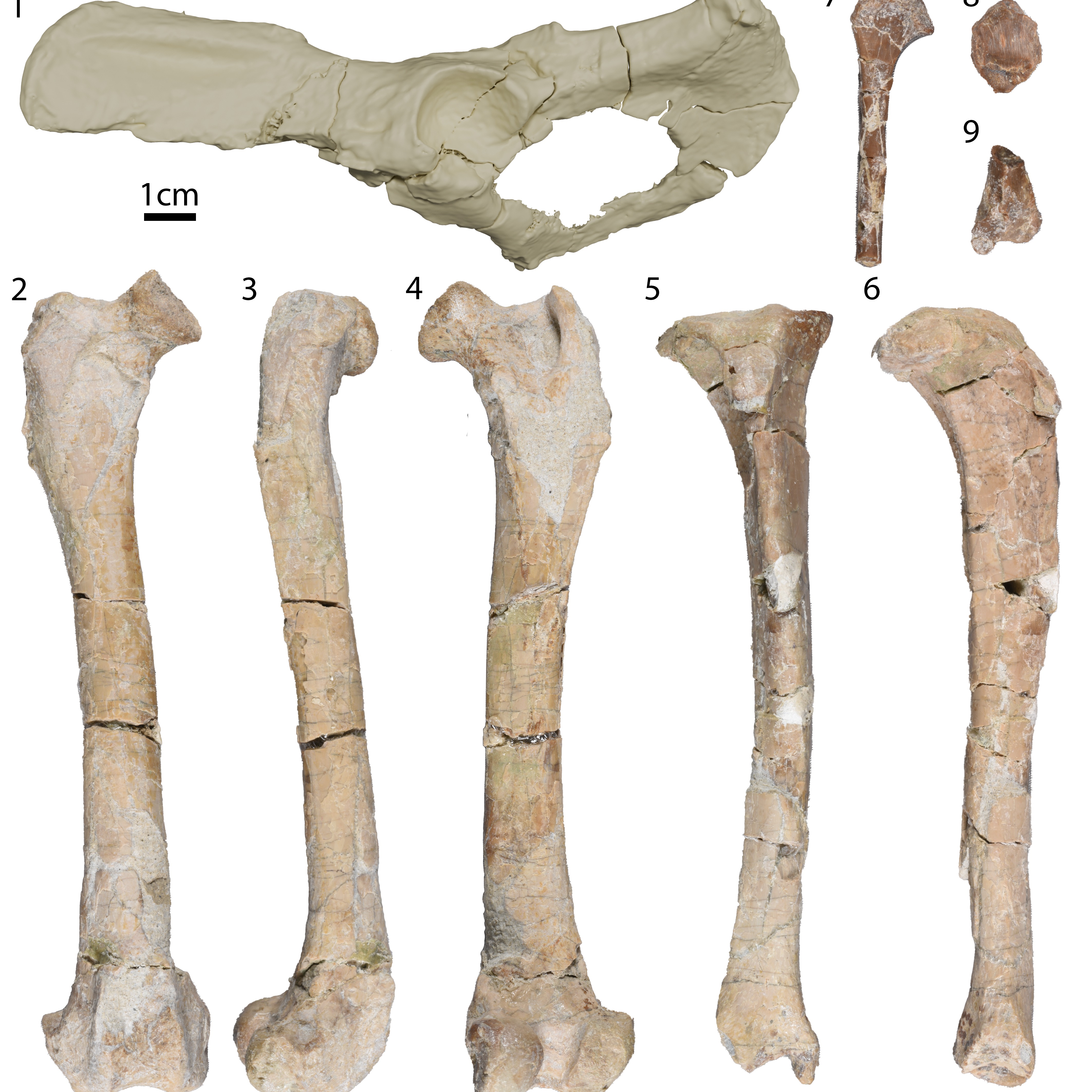 'Cory' a 30-million-year-old dog fossil proves evolution has limits