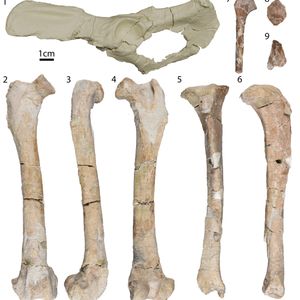 'Cory' a 30-million-year-old dog fossil proves evolution has limits