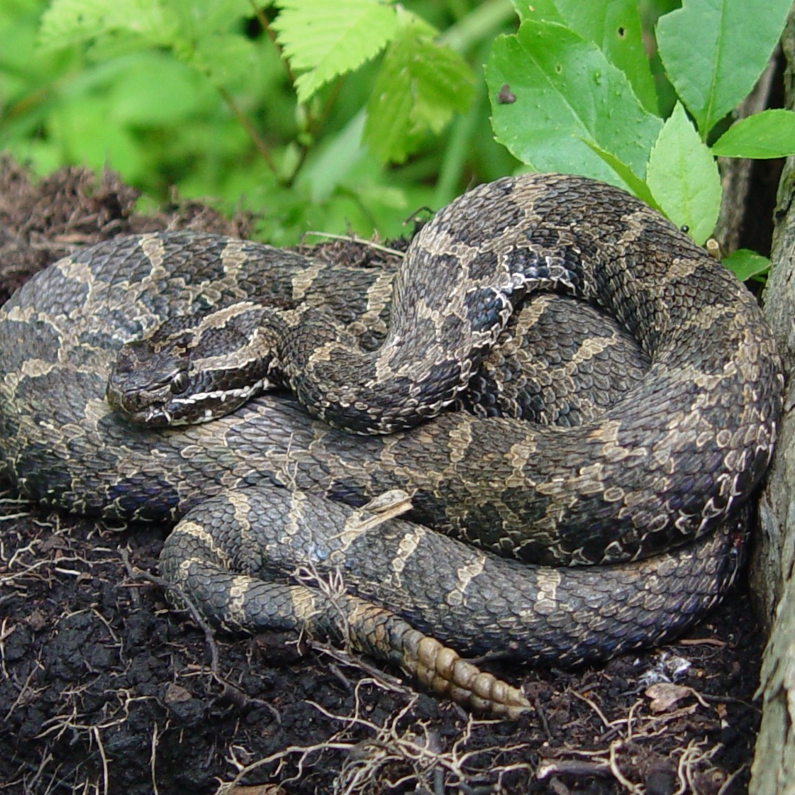 DNR: Leave Michigan's only venomous snake species alone