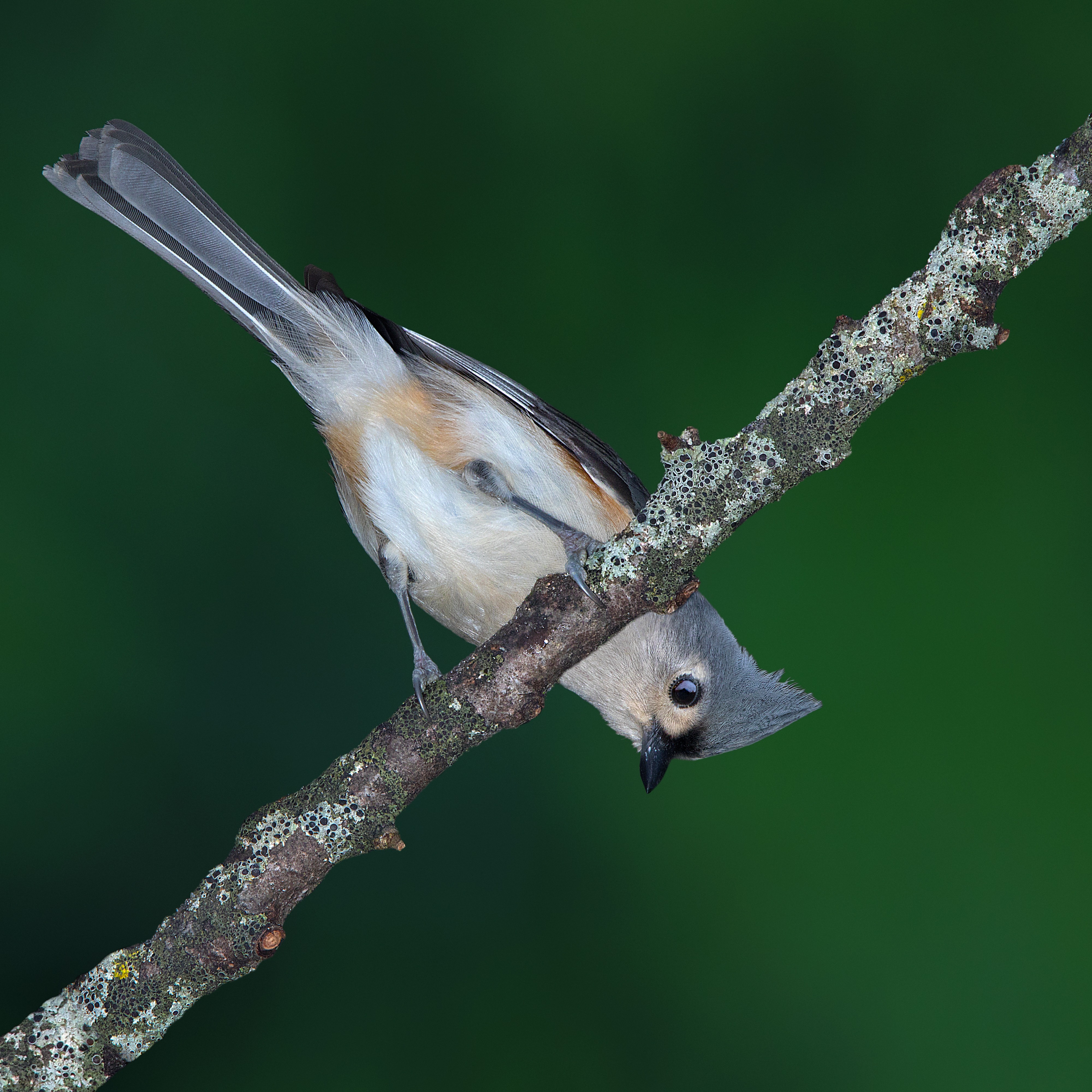 U of M Dearborn is the first university to earn Bird City Michigan designation