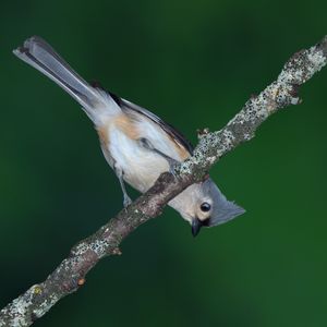 U of M Dearborn is the first university to earn Bird City Michigan designation