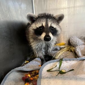 Why the Howell Nature Center still needs your help
