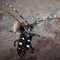 Check your trees for the invasive Asian longhorned beetle