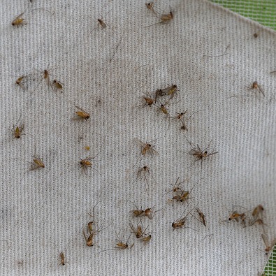 Human case of eastern equine encephalitis reported in Michigan