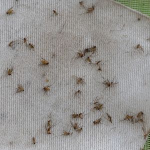 Human case of eastern equine encephalitis reported in Michigan
