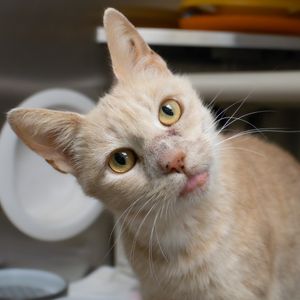 Humane Society of Huron Valley gets 149 cats over 4 week period