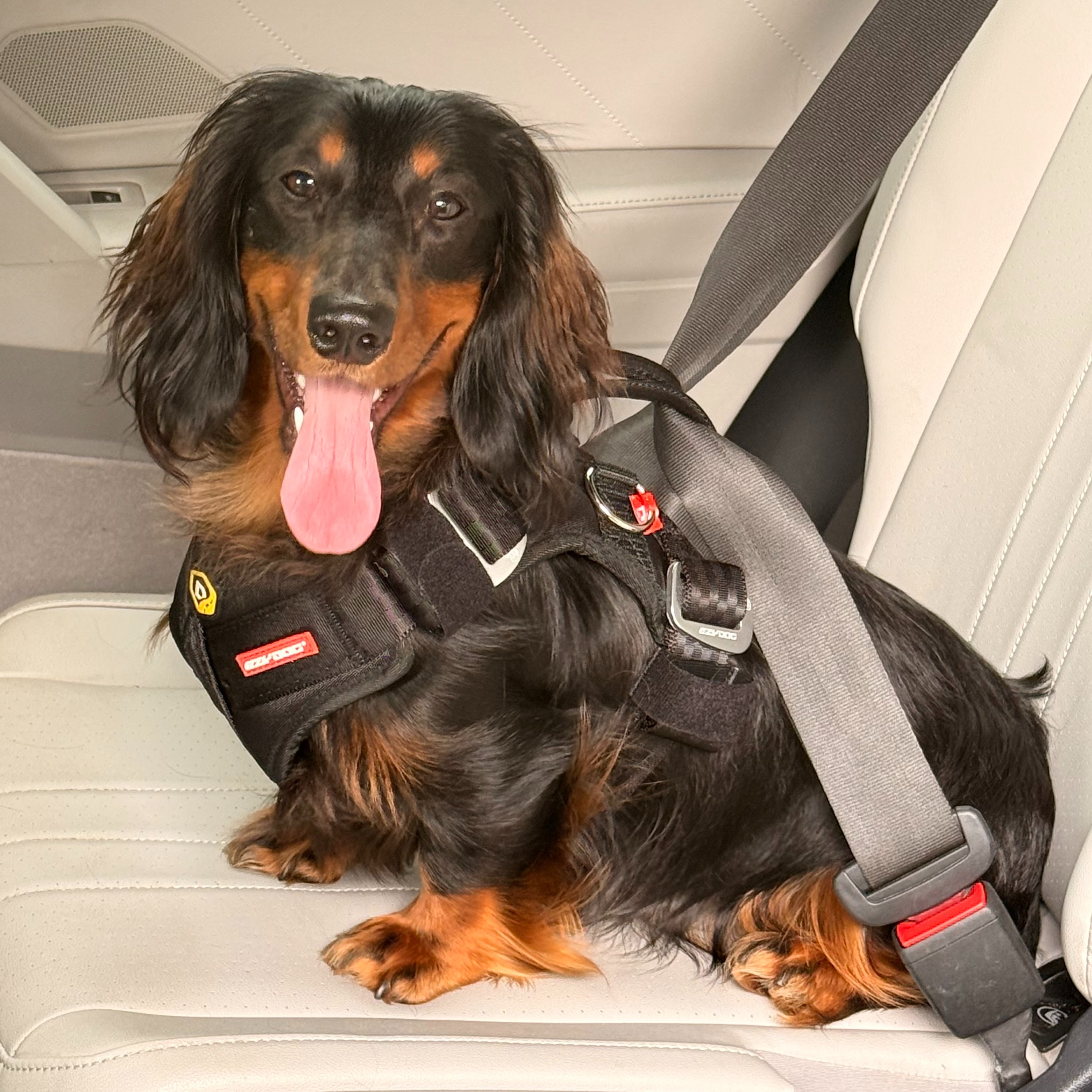 It's National Dog Day, but a AAA survey shows not all are restraining their dog in the car