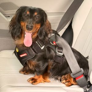 It's National Dog Day, but a AAA survey shows not all are restraining their dog in the car