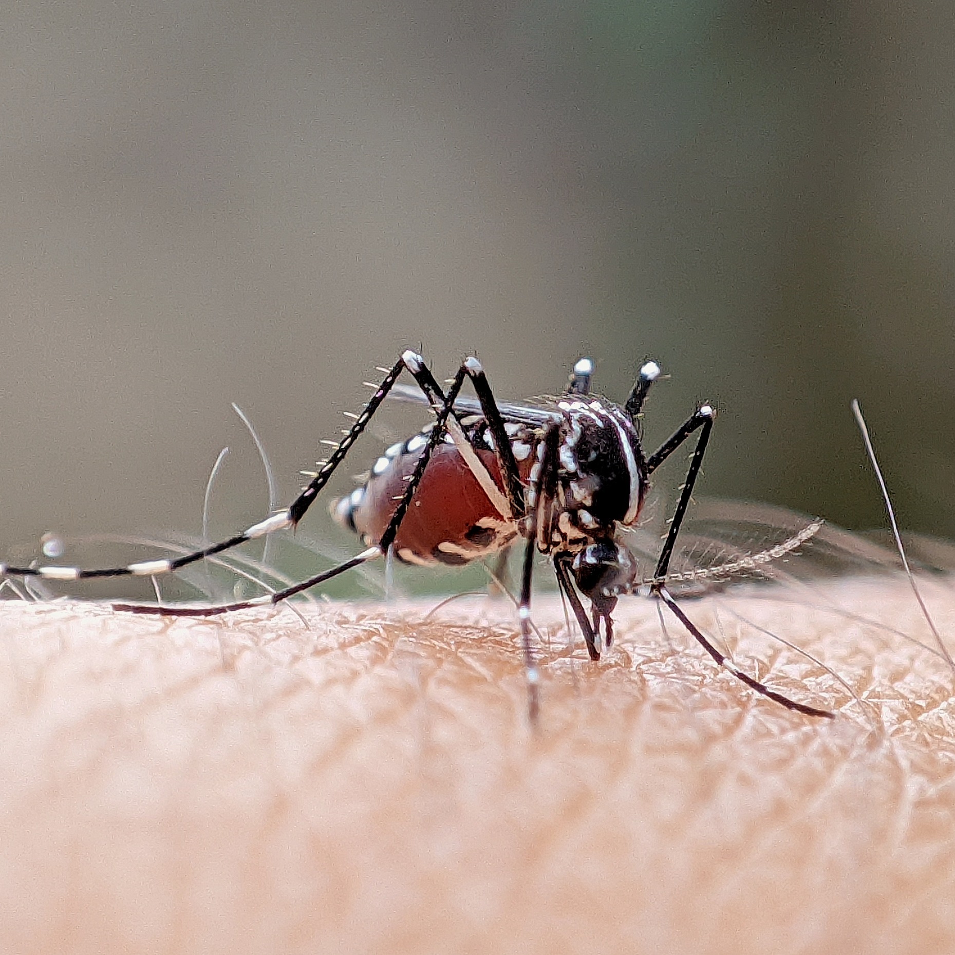 Wayne County resident tests positive for West Nile virus