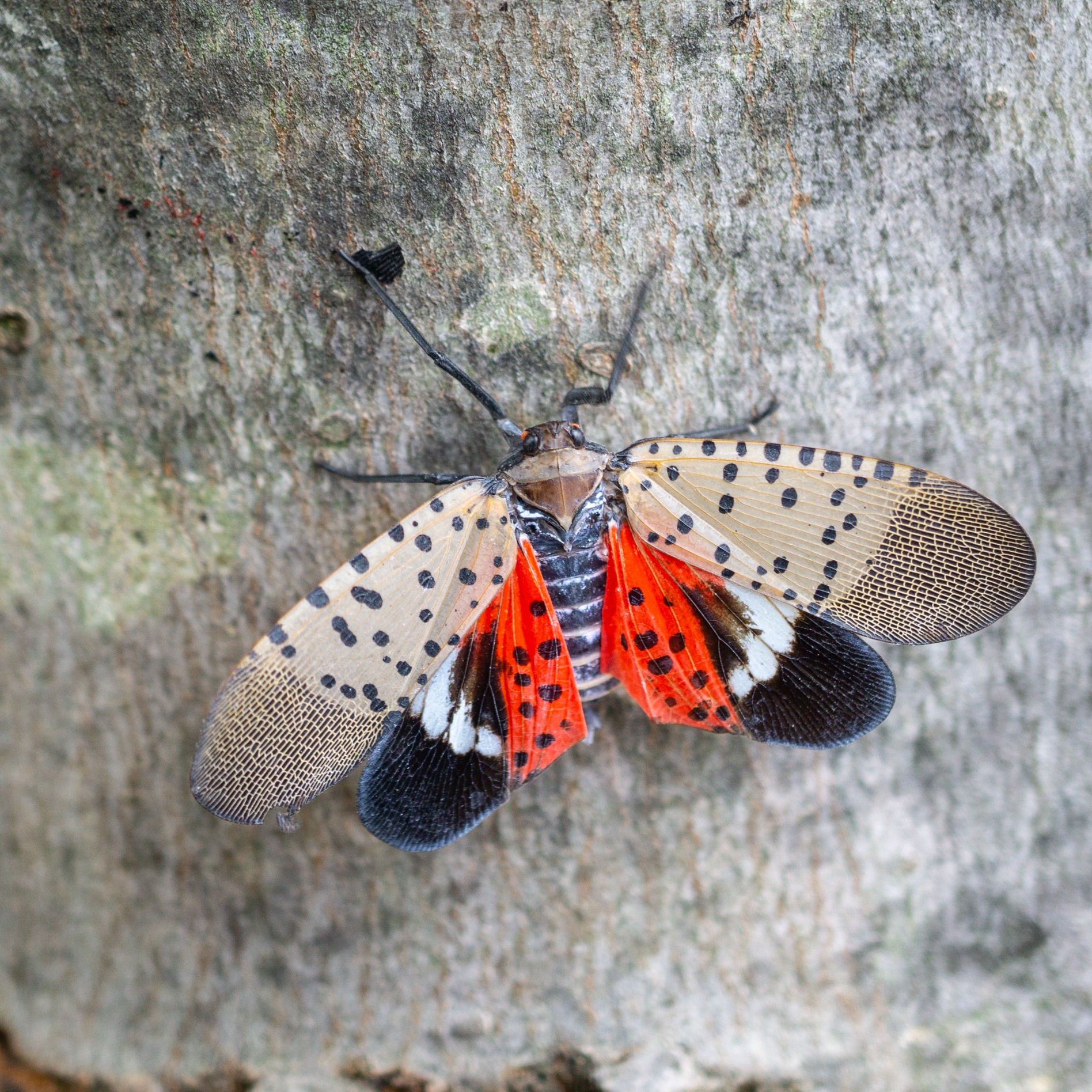 Officials working to stop the spread of the spotted lanternfly