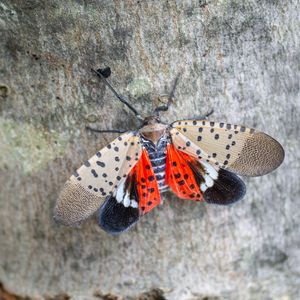 Officials working to stop the spread of the spotted lanternfly