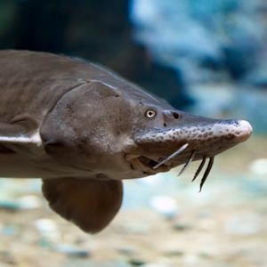 Meet the amazing Michigan fish that can live for hundreds of years