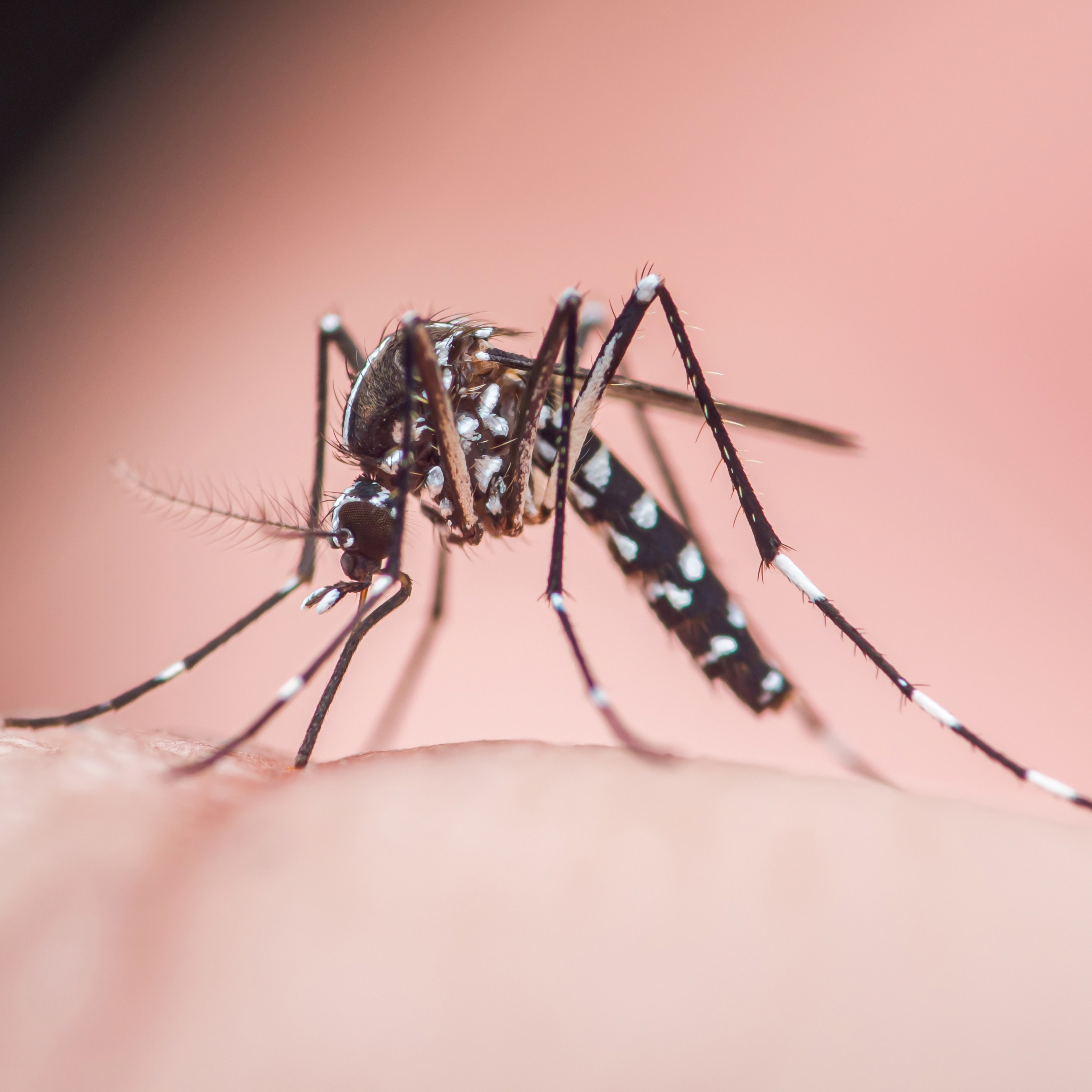 Asian tiger mosquito makes its return to Livonia
