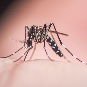 Asian tiger mosquito makes its return to Livonia
