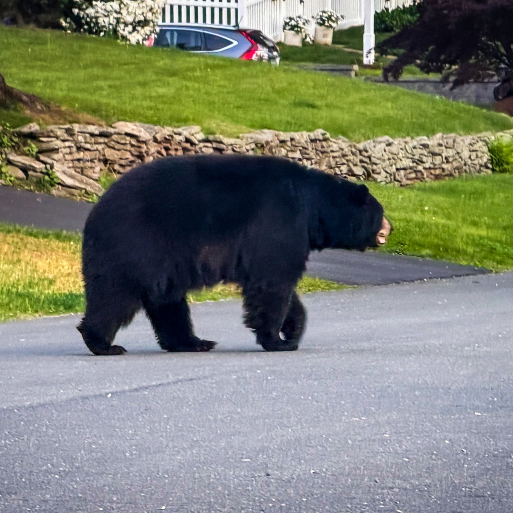 More people in Michigan are living in black bear territory