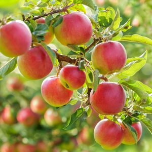 Art and Apples Festival returns to Rochester