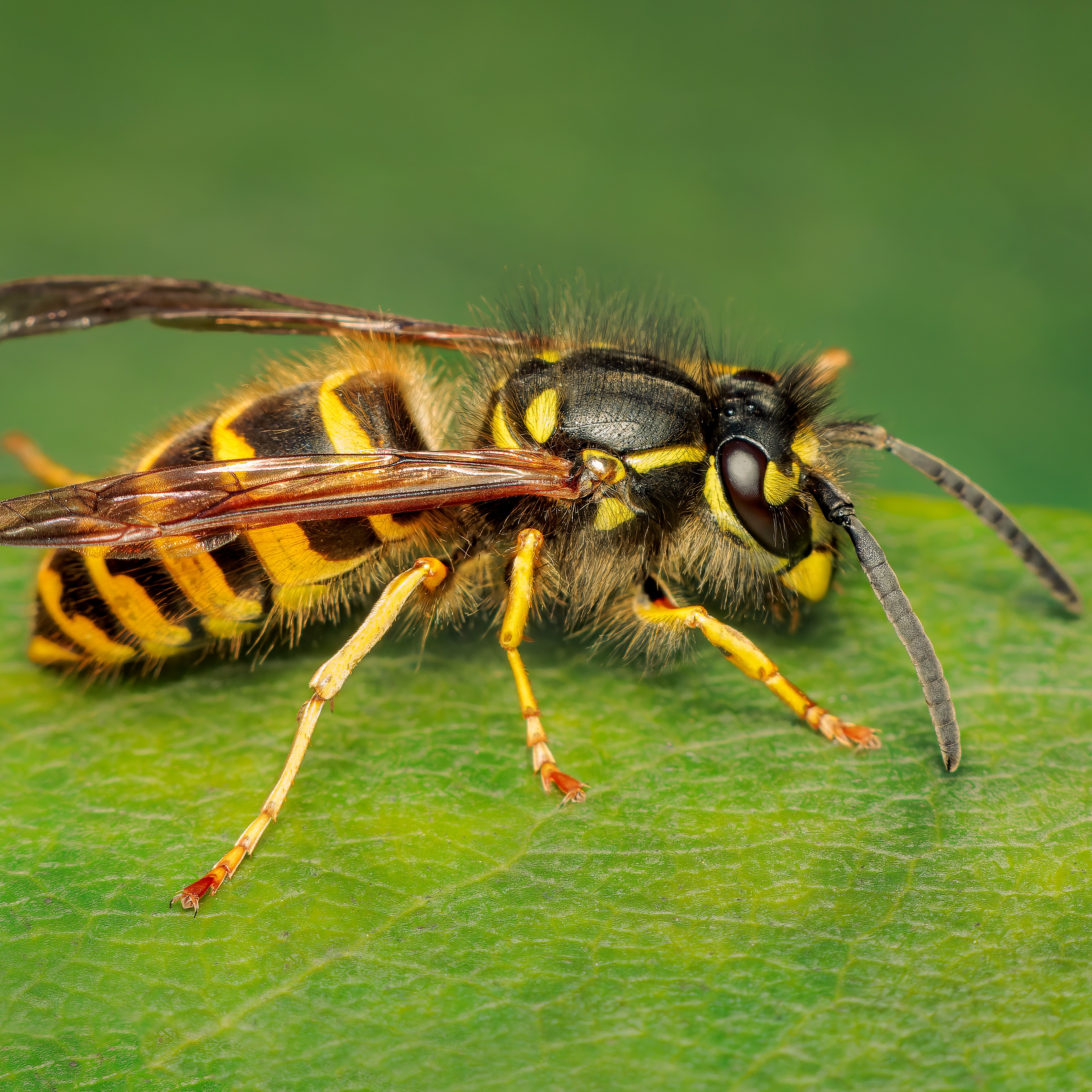 Seeing more yellow jackets? There's a reason