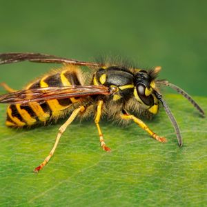 Seeing more yellow jackets? There's a reason