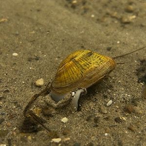 Thousands of endangered snuffbox mussels stocked in local waterways