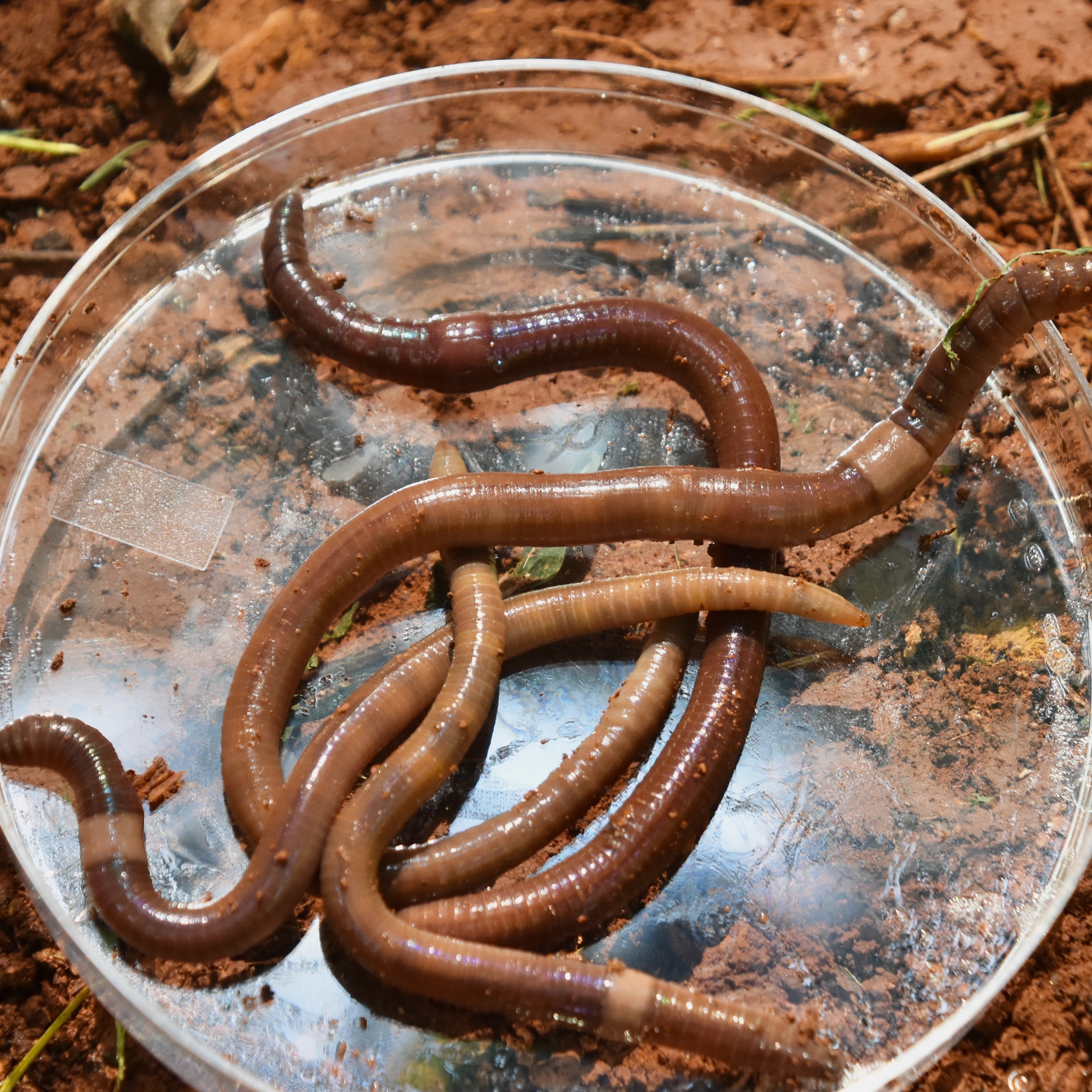 Jumping worms flailing their way across Michigan