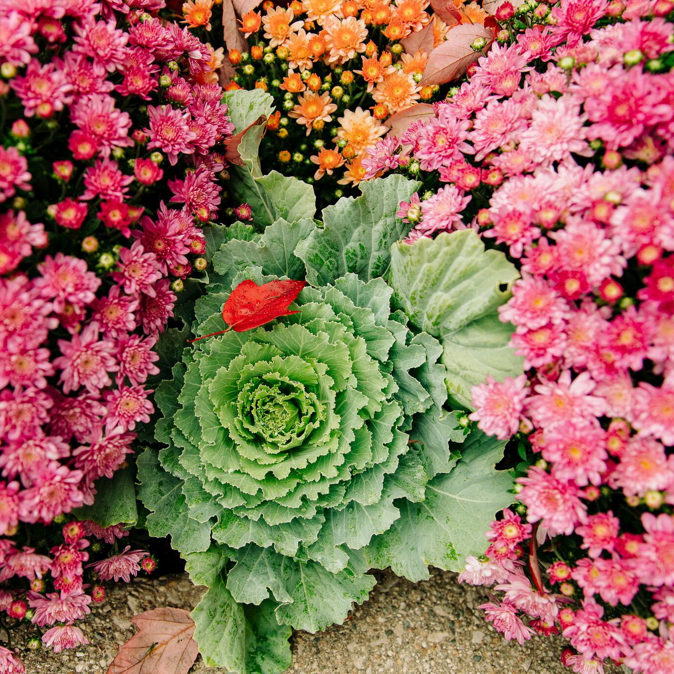 Everything is coming up Mums at Meijer Gardens and Sculpture Park