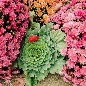 Everything is coming up Mums at Meijer Gardens and Sculpture Park