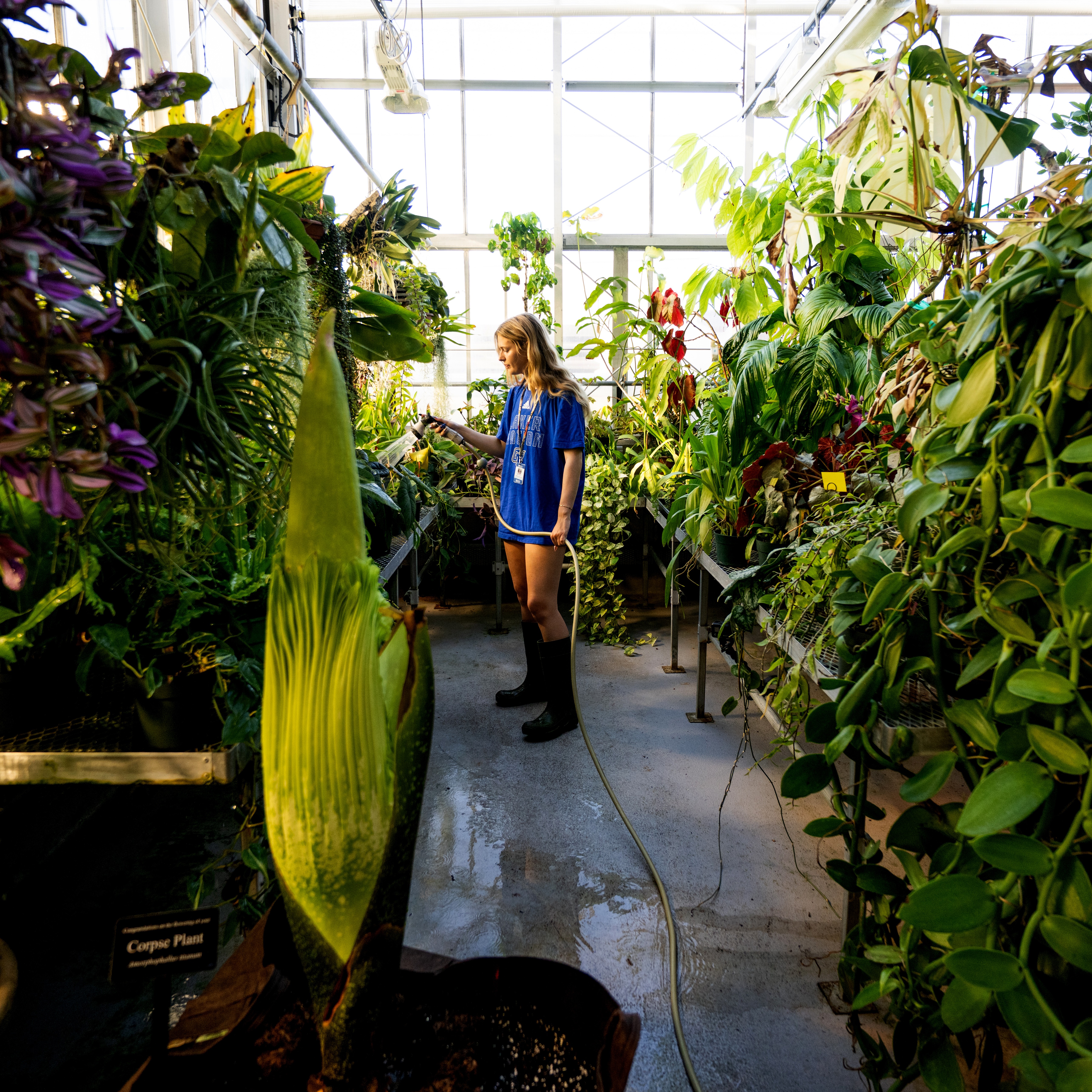 Rare corpse flower 'The Beast' is set to bloom at GVSU