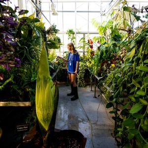 Rare corpse flower 'The Beast' is set to bloom at GVSU