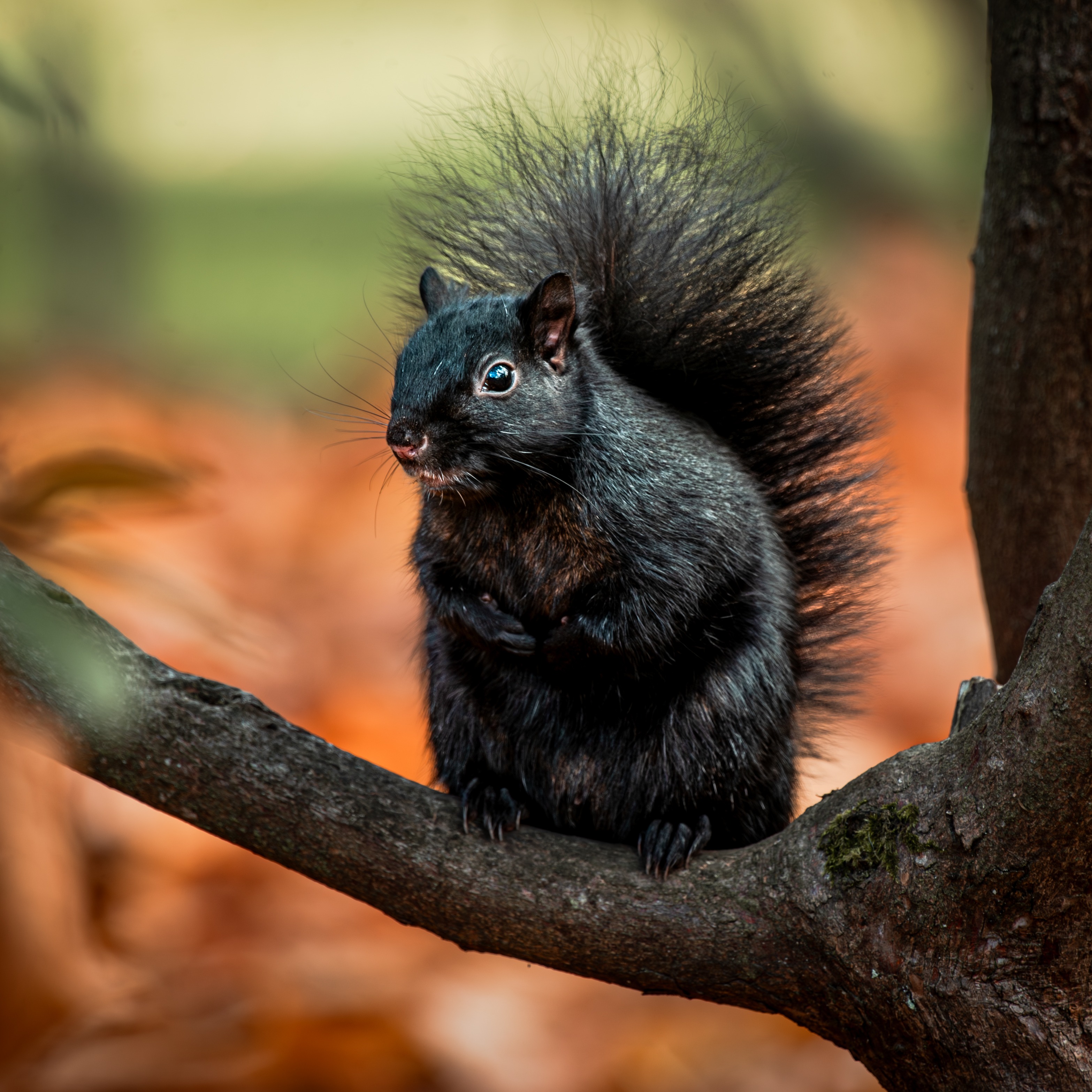 Black squirrels may be common here, but they're rare everywhere else