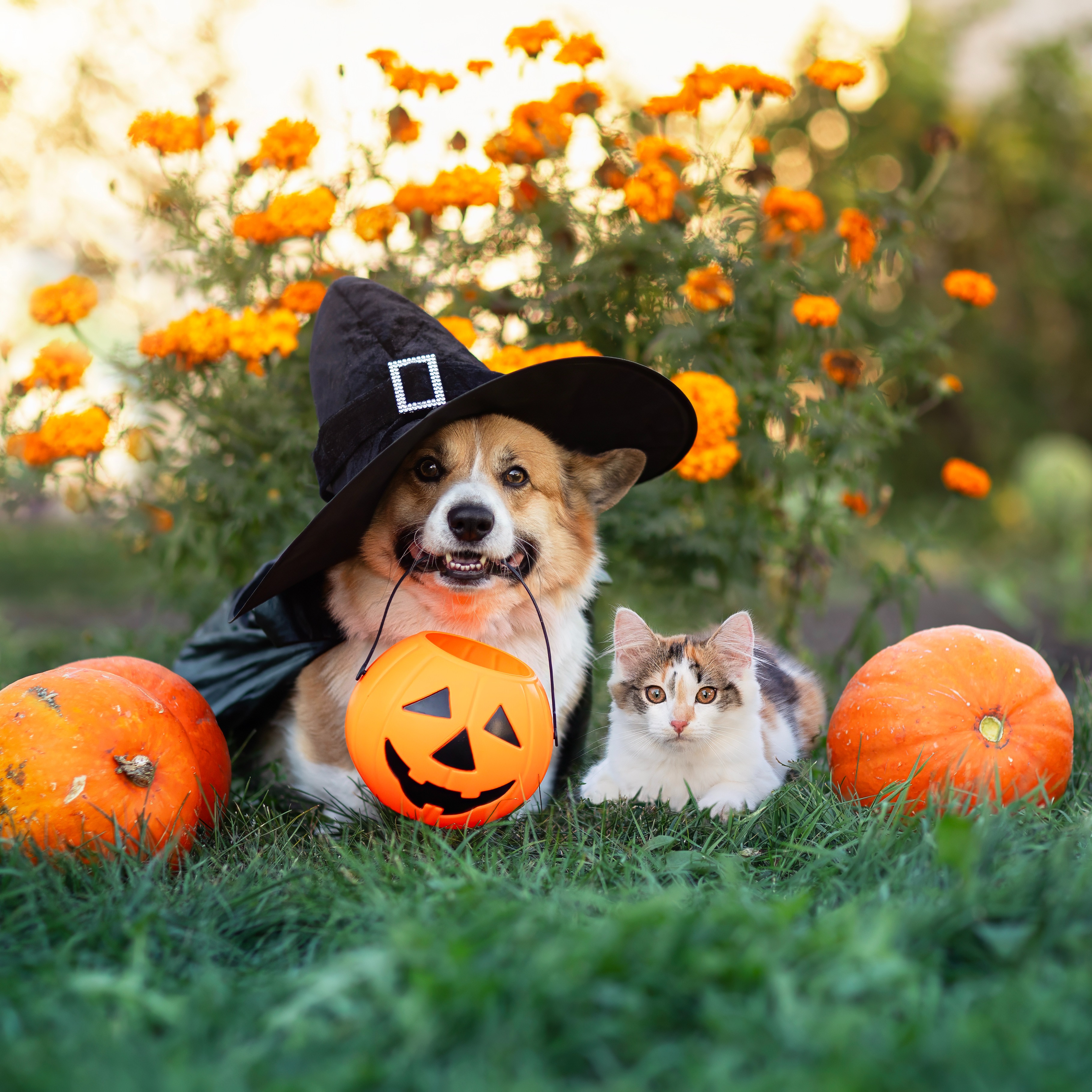 What pet owners need to know about Halloween