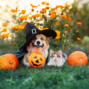 What pet owners need to know about Halloween