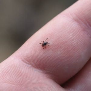 It's time once again to take extra precautions when it comes to ticks and mosquitos - believe it or not!