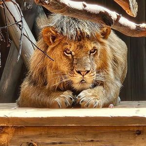 Delicate procedure? Minnesota's Wildcat sanctuary performs a vasectomy on a lion