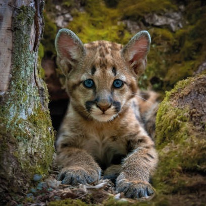For the first time? What you are hearing is is the sound of a cougar with kittens in northern Minnesota