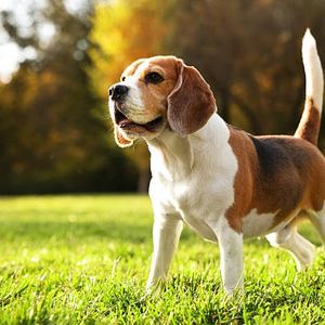 Minnetonka-based pet rescue welcomes 40-50 beagles from a controversial Wisconsin-based research breeder