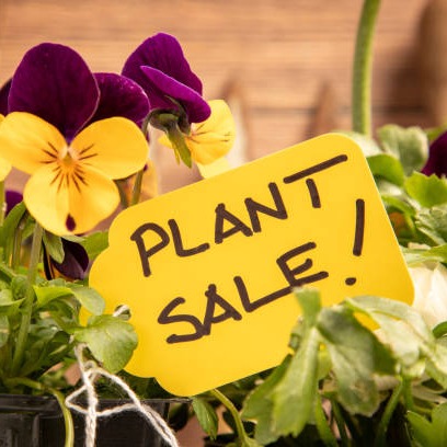Why are people lining up early Friday to get into a plant sale? WCCO's Al Schoch finds out.