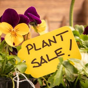Why are people lining up early Friday to get into a plant sale? WCCO's Al Schoch finds out.