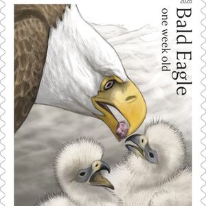 Postal Service releases special edition bald eagle stamps for America's 250th