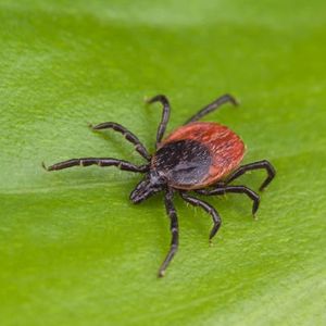 Tick season is upon us and this year is shaping up to be one of the worst in a decade
