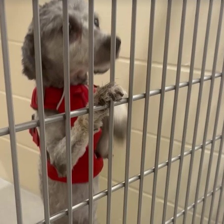 If you've been thinking of adding a four-legged friend to your family now is the time