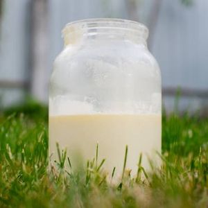 Minnesota advocates continue to push to broaden the use of raw milk products despite legislative failures