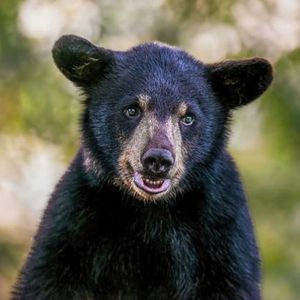 Wildlife officials say a steadily recovering bear population is pushing further south into the Twin Cities