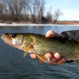 New DNR online licensing system up and running